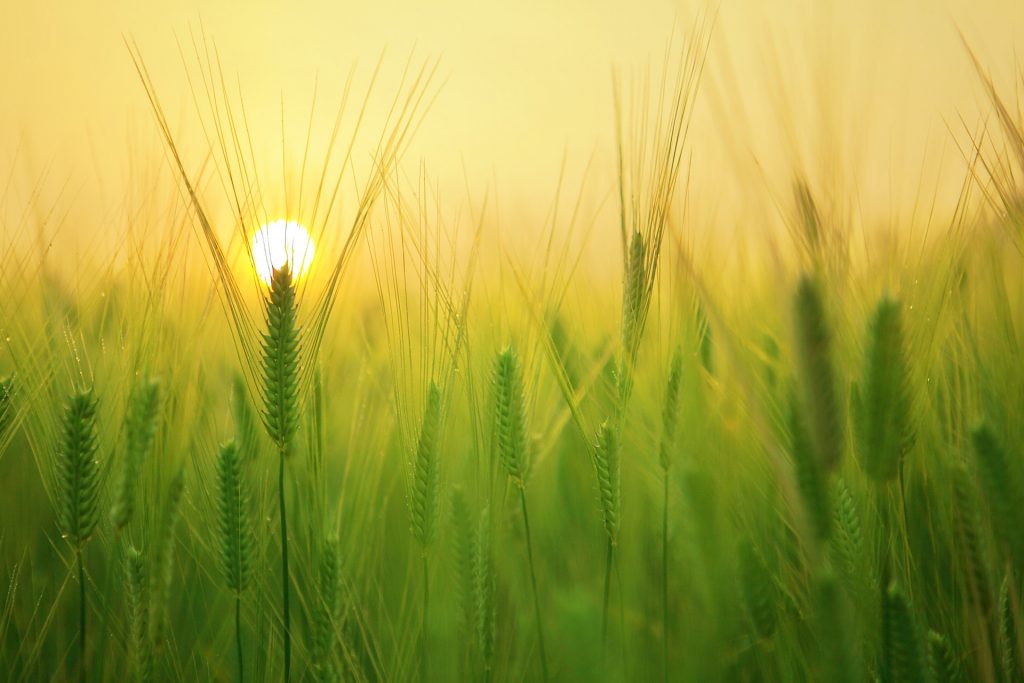 Sunshine and wheat