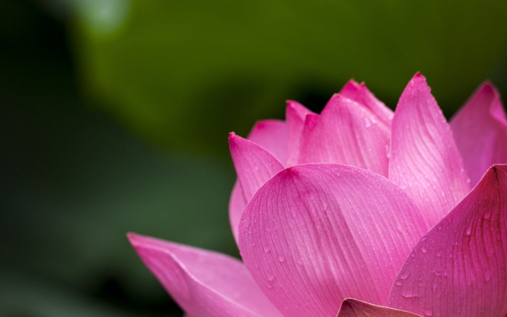 Lotus blooming